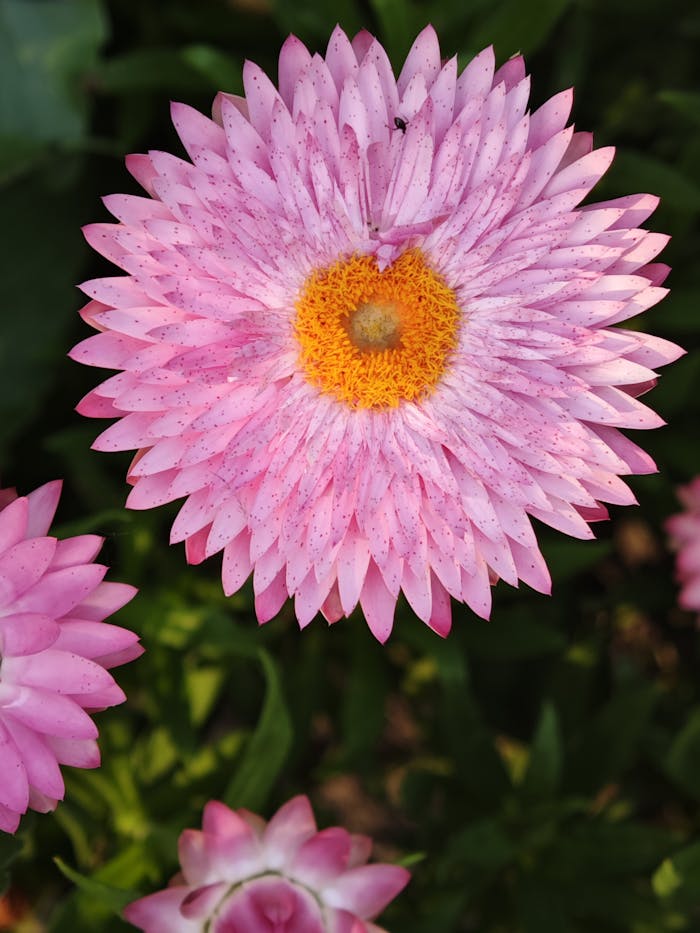 A detailed close-up of a pink strawflower with a vibrant yellow center set against a green leafy background.
