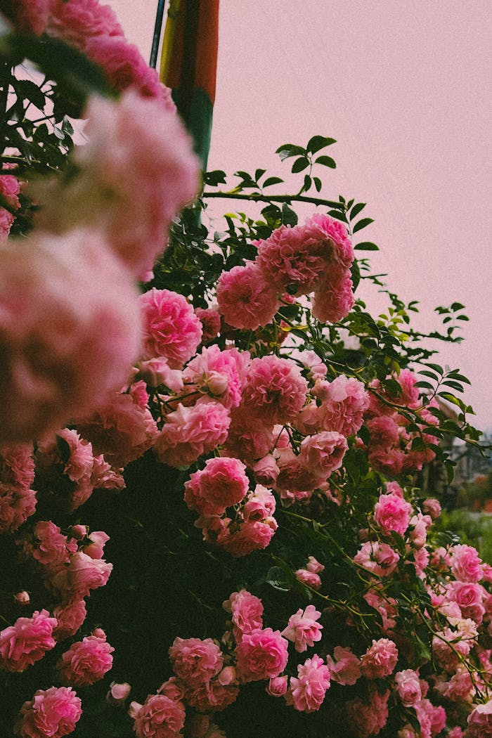 vibrant-pink-roses-in-full-bloom-outdoors-32879730