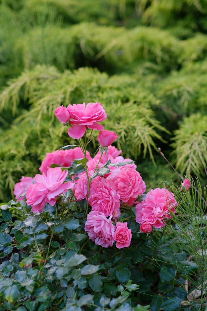 vibrant-pink-roses-in-lush-garden-setting-32841934